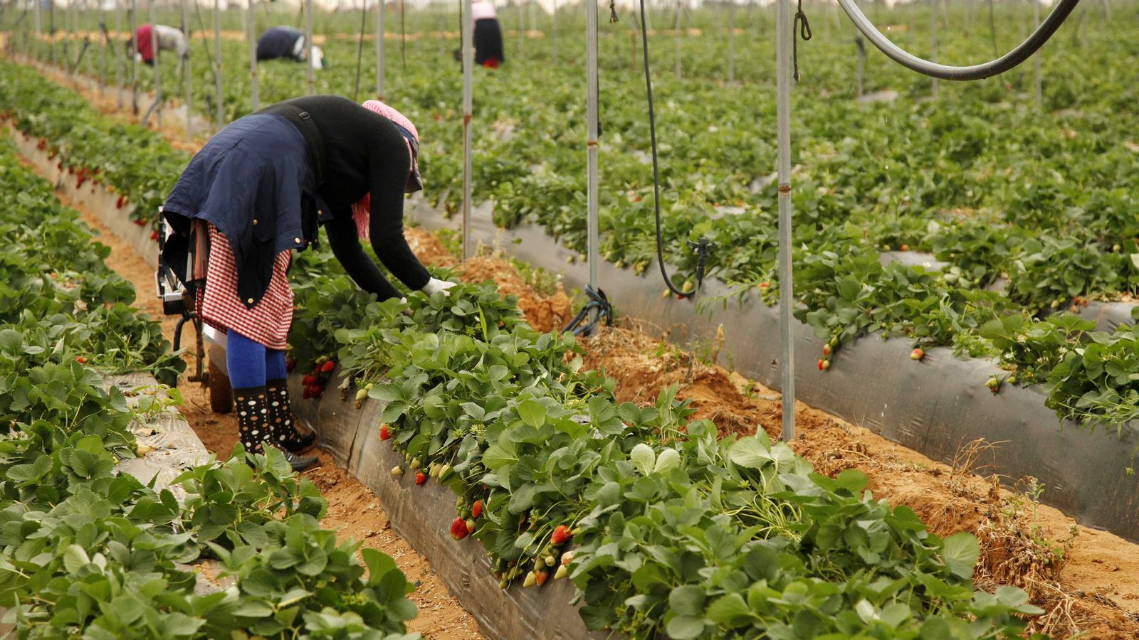 La pérdida de la mano de obra marroquí ocasionará graves pérdidas al sector.