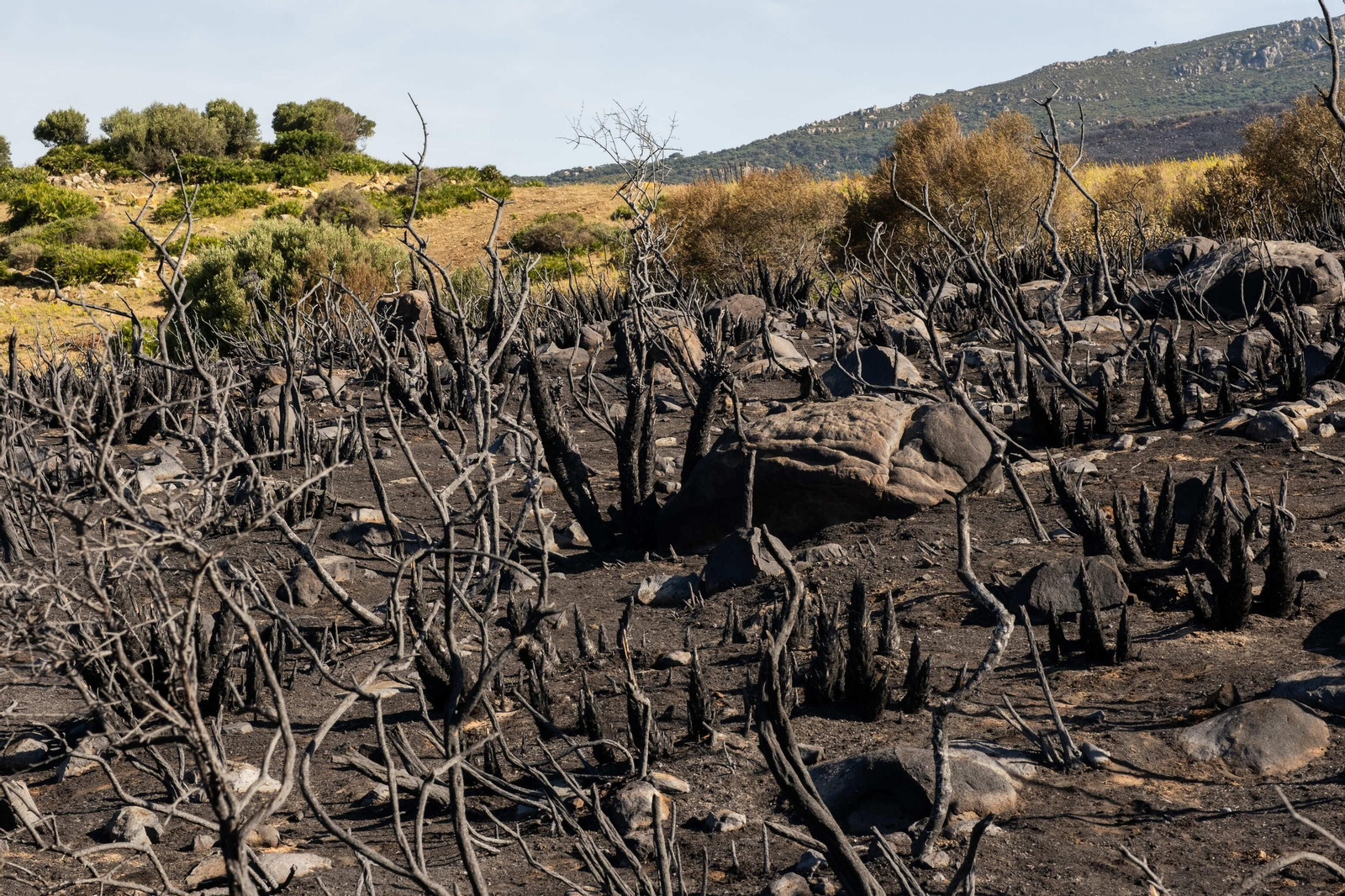 Los efectos del devastador incendio en el paraje monte de La Peña, en imágenes