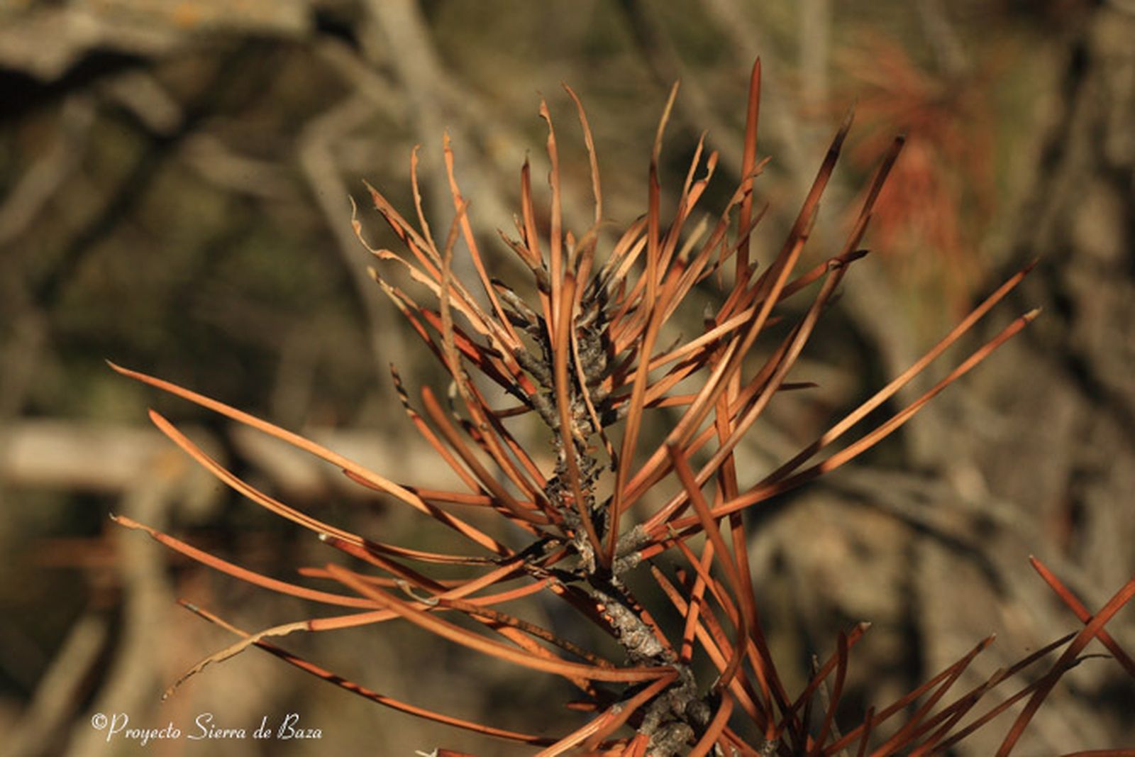 Los pequeños escarabajos perforadores se han hecho epidémicos.