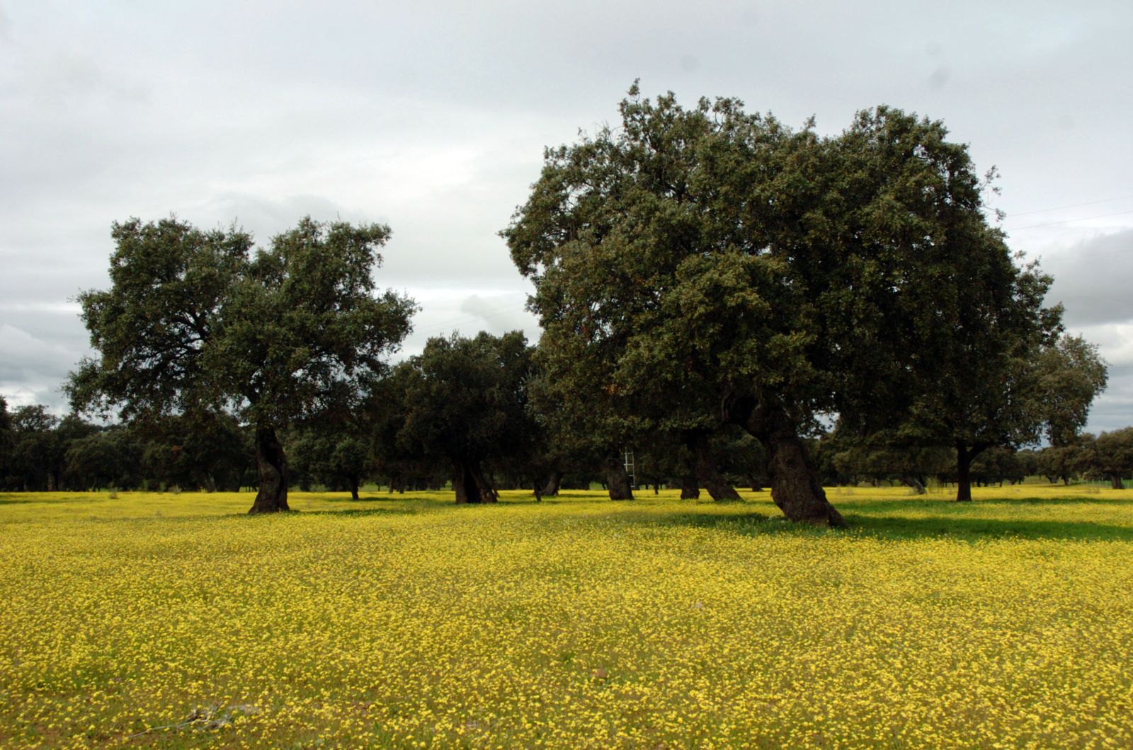 Dehesa de Los Pedroches.