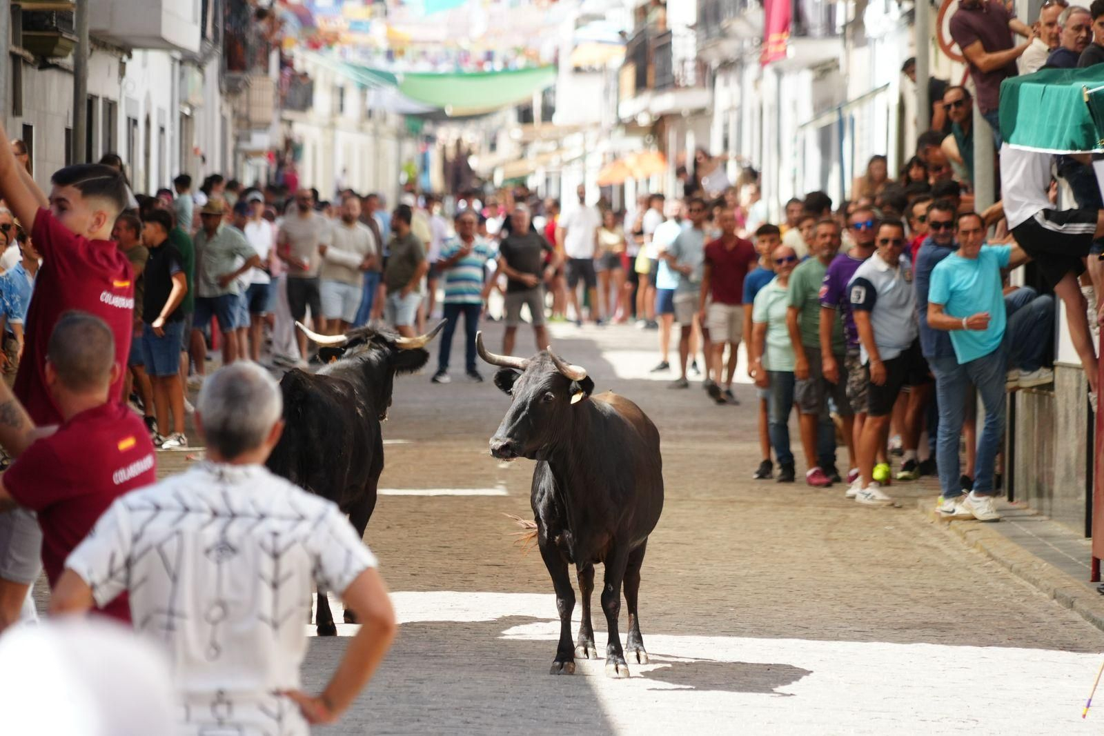Las mejores imágenel del encierro de vaquillas de El Viso