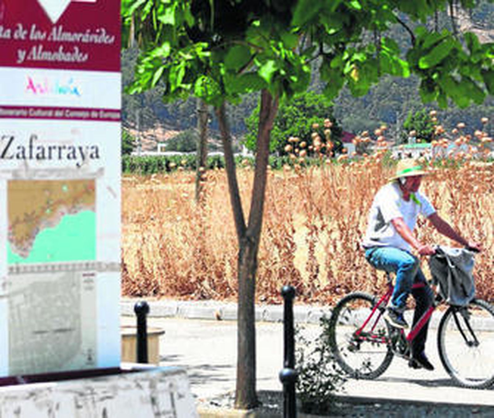 Zafarraya Una alfombra verde llena de espinas