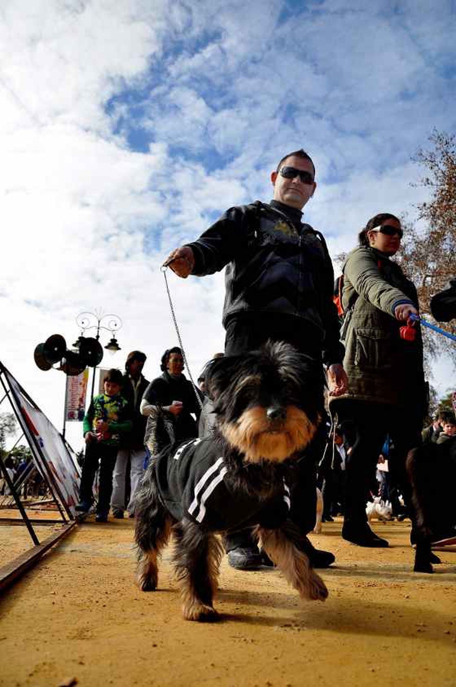 El parque González Hontoria acoge un año más la festividad de San Antón en el que los perros protagonizan la celebración pues de los 800 animales inscritos 600 eran canes.

Foto: Manu Garcia