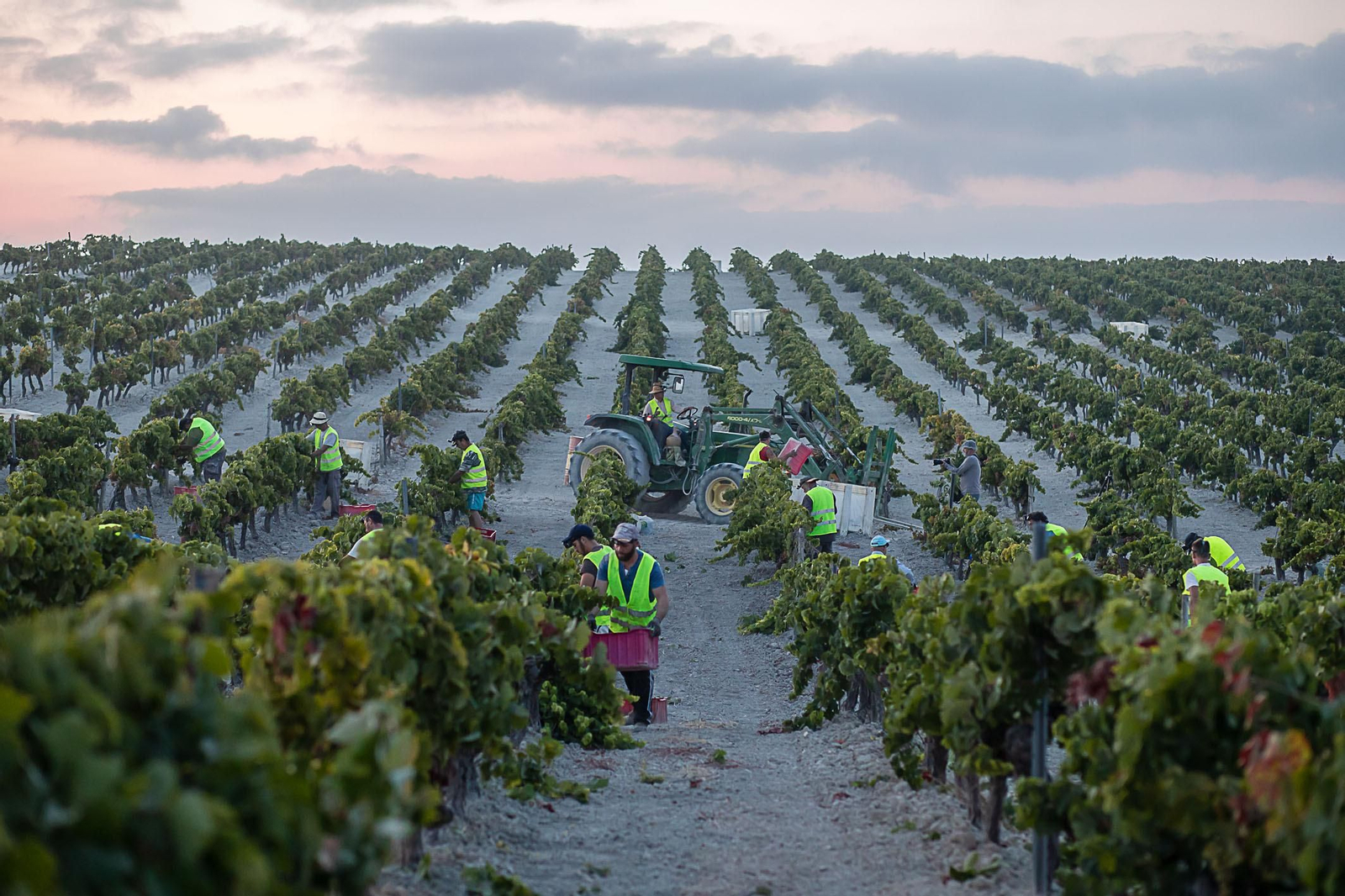 Vistas de la viña La Racha, en el pago de Macharnudo