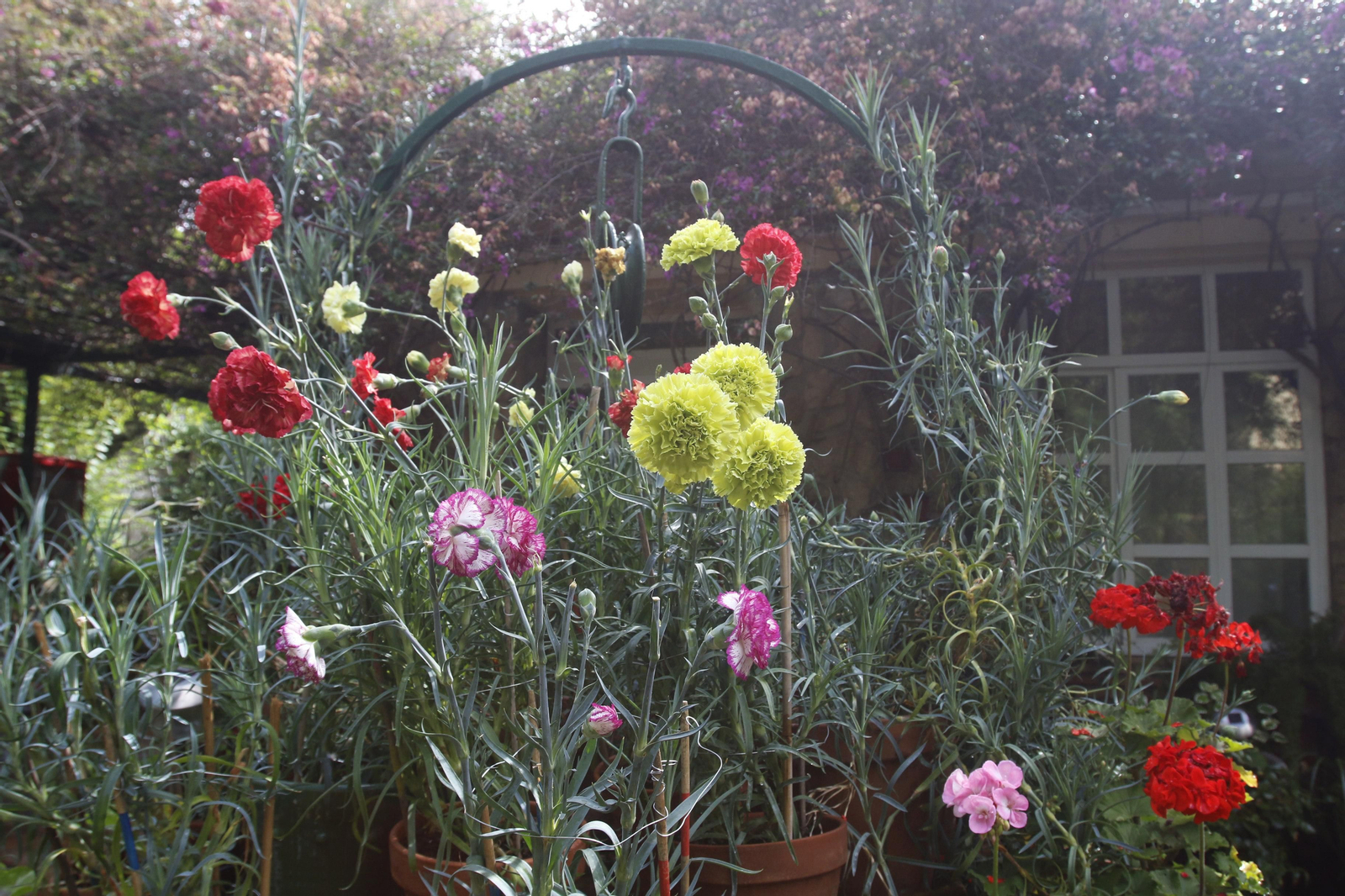 Los Patios de Córdoba en tiempos de crisis: Plaza de las Tazas, 11