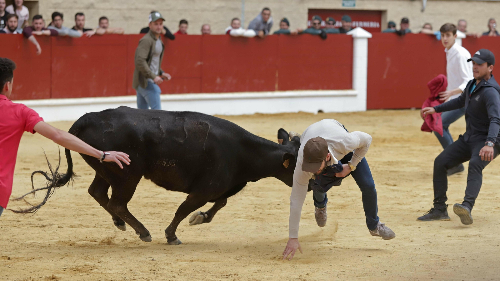 Una vaquilla engancha a un mozo en la plaza de La Montera