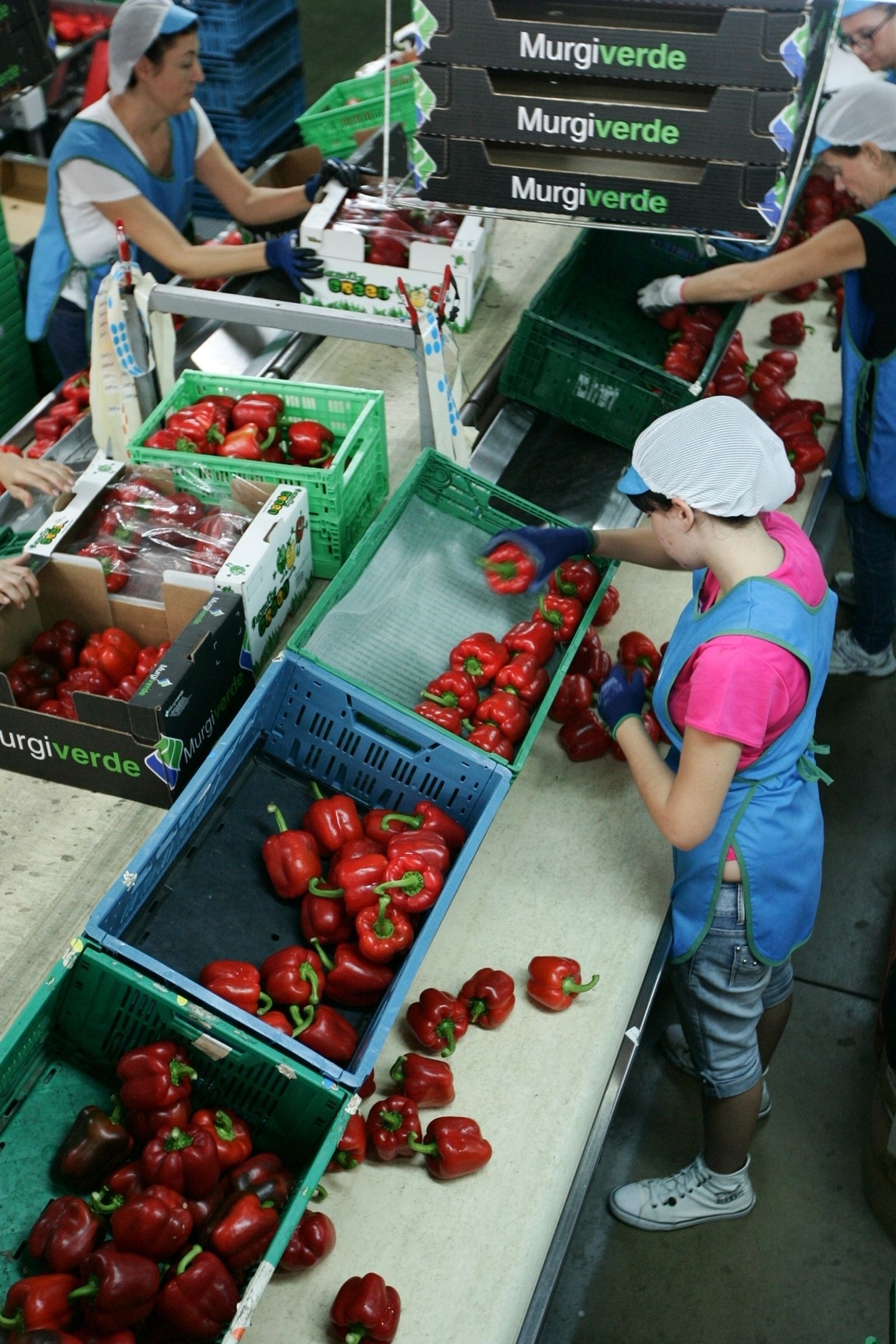 El manipulado hortofrutícola continúa generando empleo en diciembre.