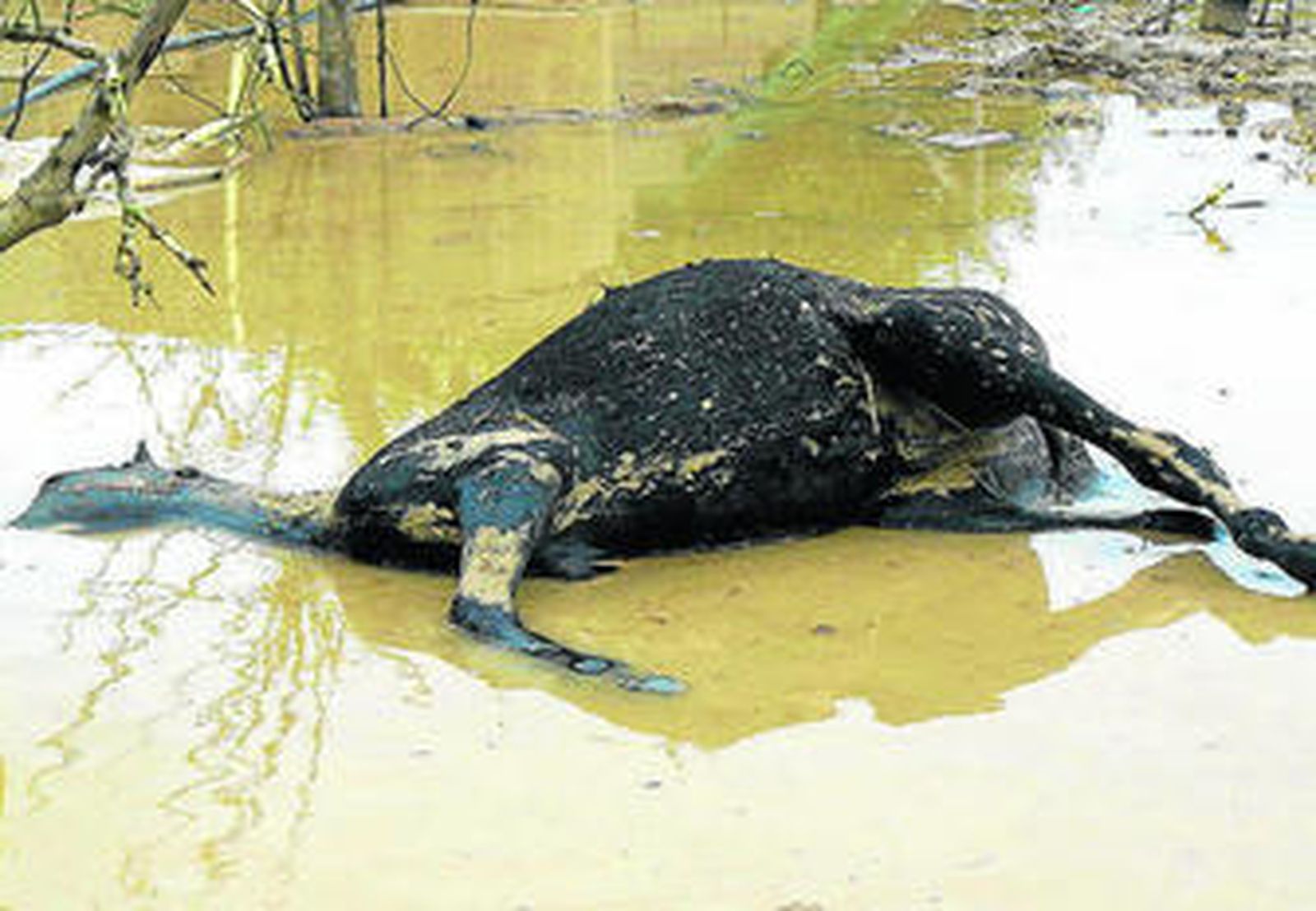 Uno de los caballos ahogados en la finca de Alhaurín de la Torre.