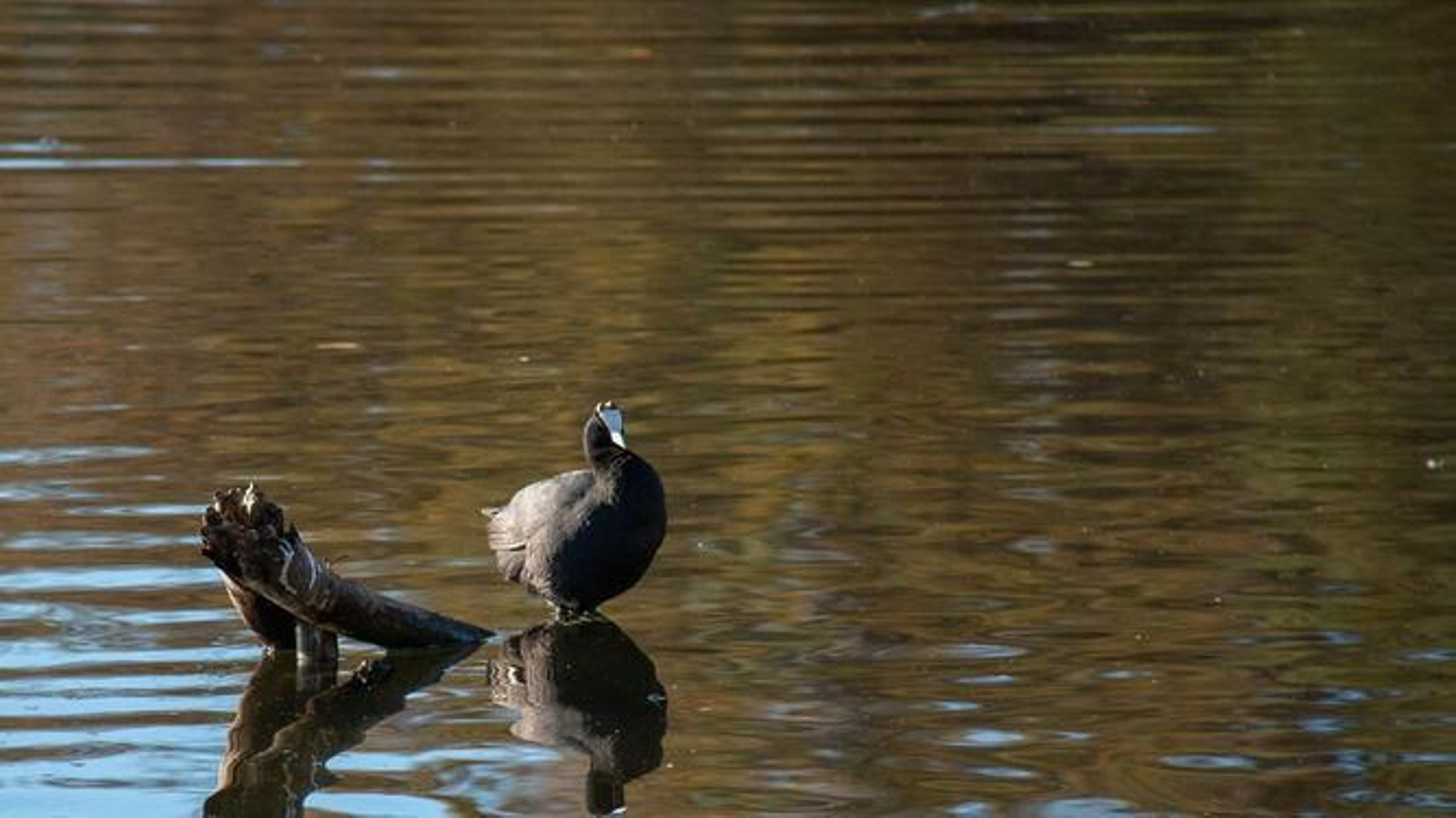 Una focha cornuda, en peligro de extinción, en la Charca de Suárez
