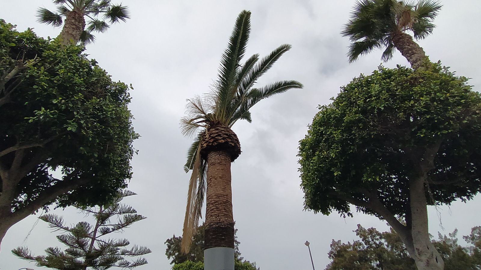 Algunos elementos de la vegetación de la barriada Andalucía con daños.