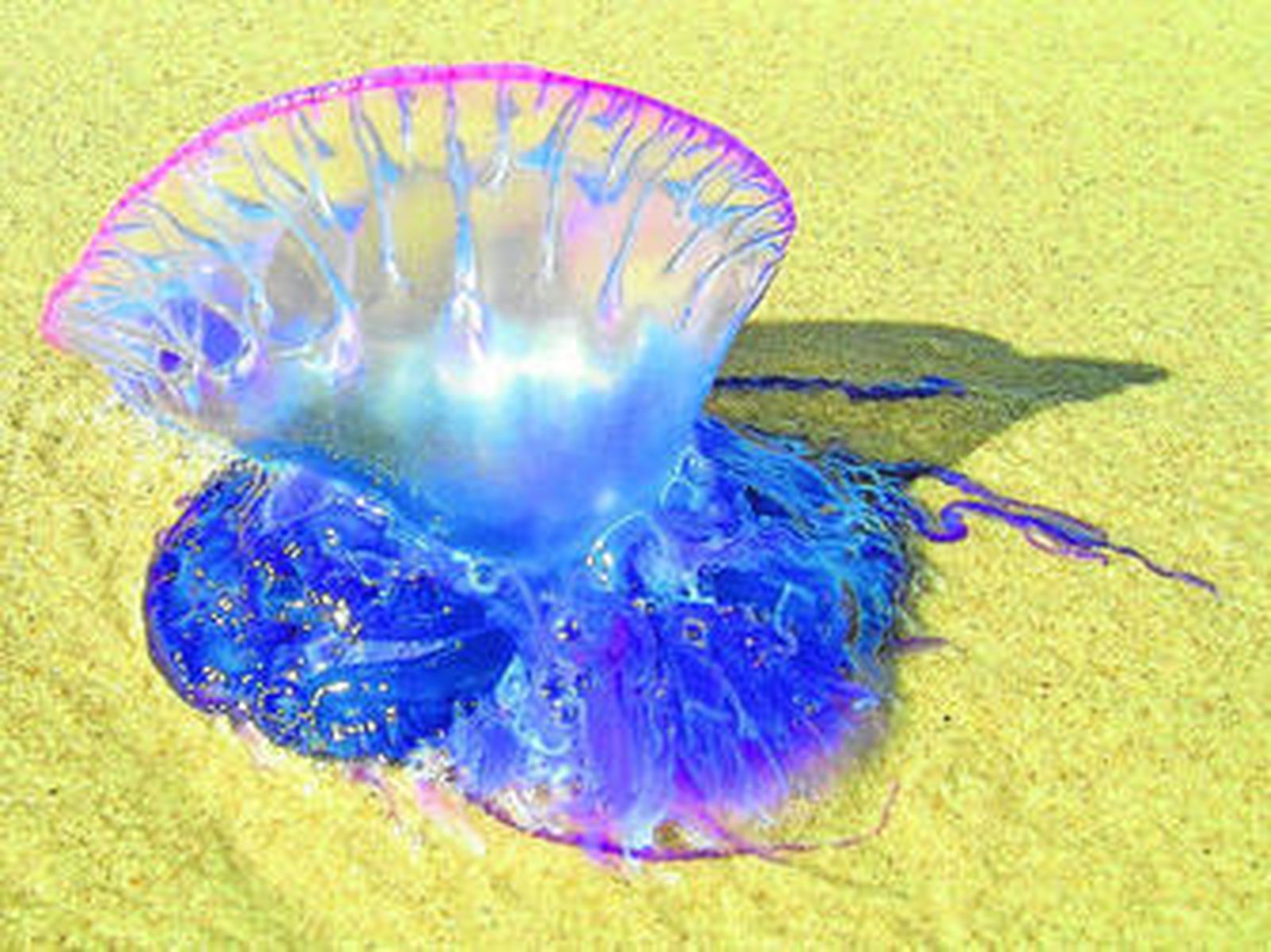 Un ejemplar de 'Physalia physalis' o carabela portuguesa, una peligrosa especie de hidrozoo venenoso.