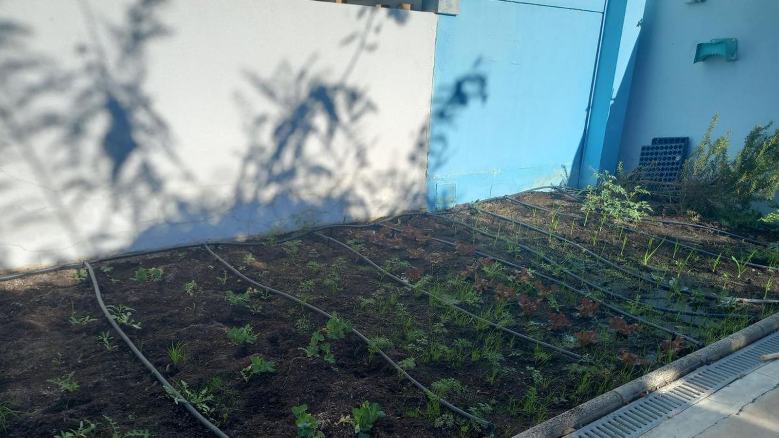 Plantaciones realizadas por los alumnos.