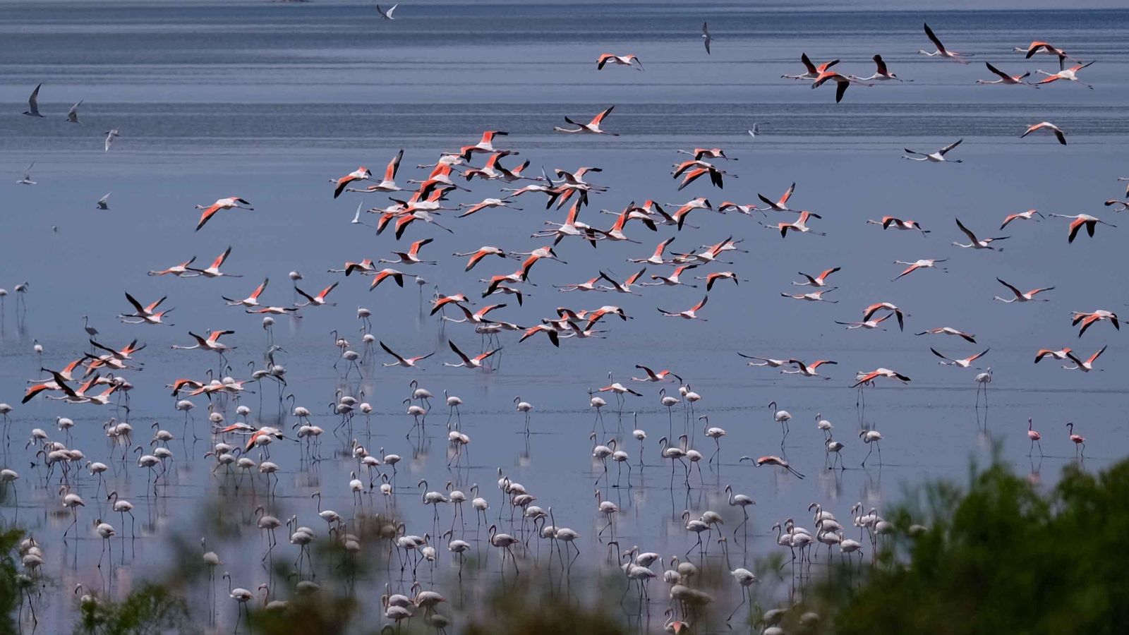Flamencos volando sobre la laguna de Fuente de Piedra. Flamencos volando sobre la laguna de Fuente de Piedra.