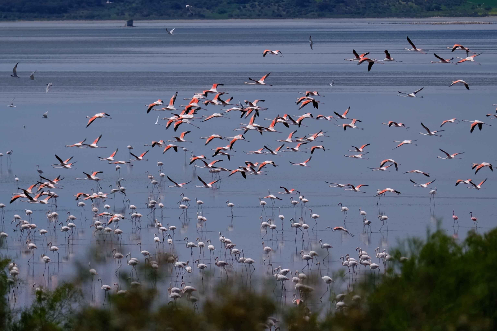Flamencos volando sobre la laguna de Fuente de Piedra.