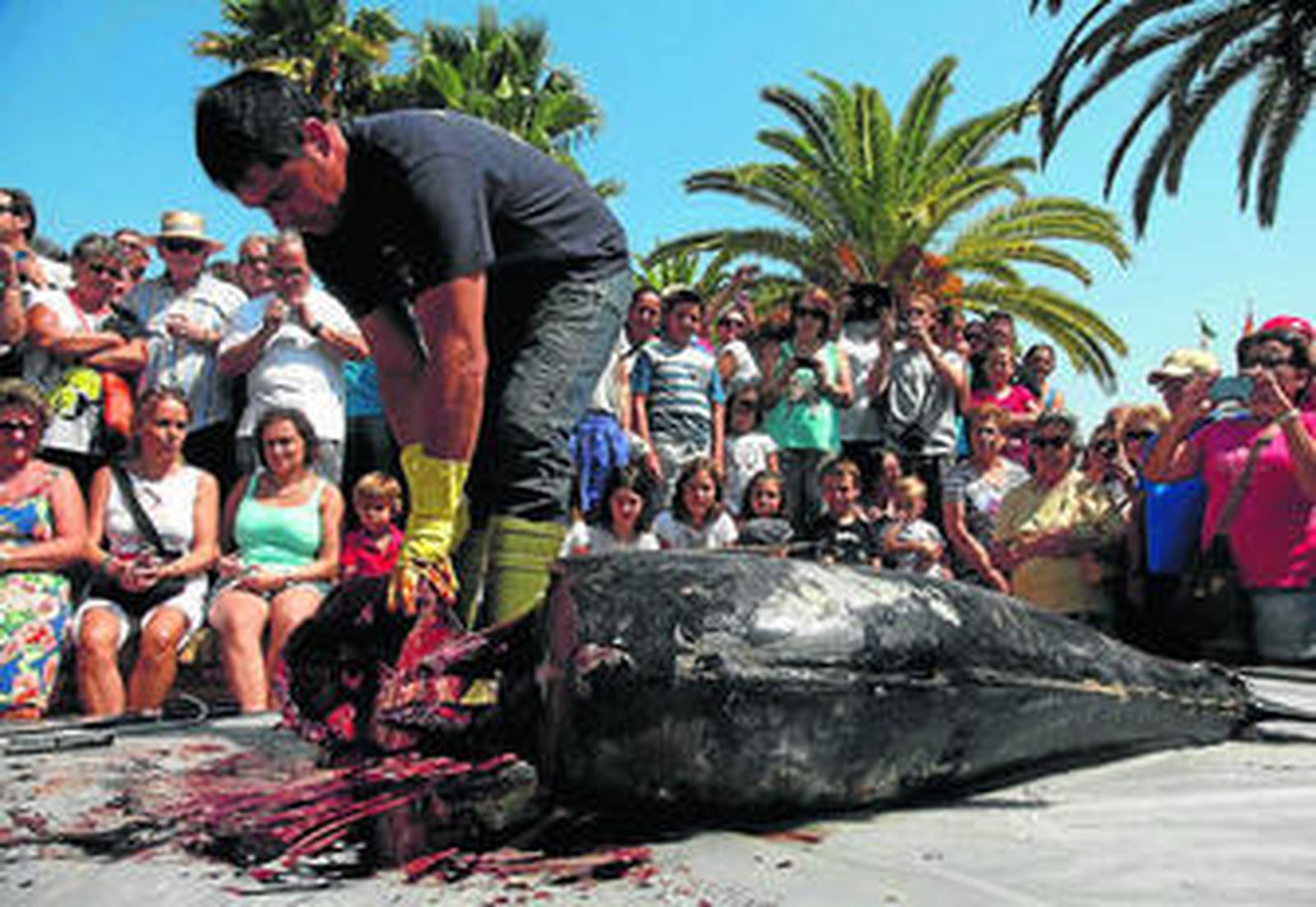 Las jornadas se inician este domingo con una de sus actividades más vistosas, como es el ronqueo de un atún.