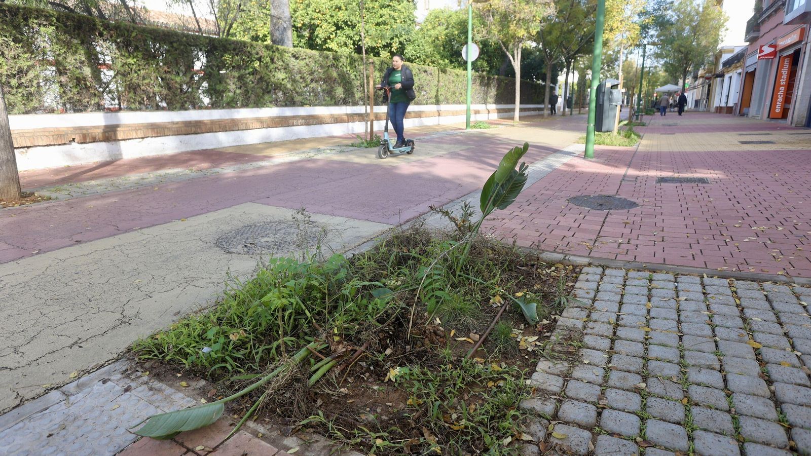 Estado de uno de los arriates de la Cruz Roja.