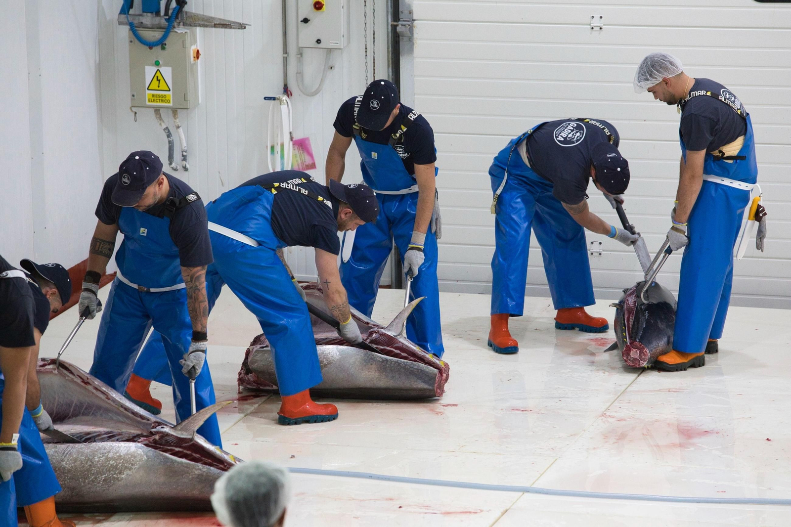 Ronqueo de varios ejemplares de atún rojo en la almadraba de Barbate.