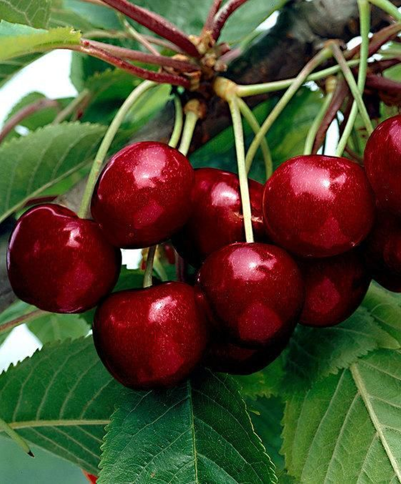 CEREZAS: Prunus avium yGuindas: Prunus cerasus