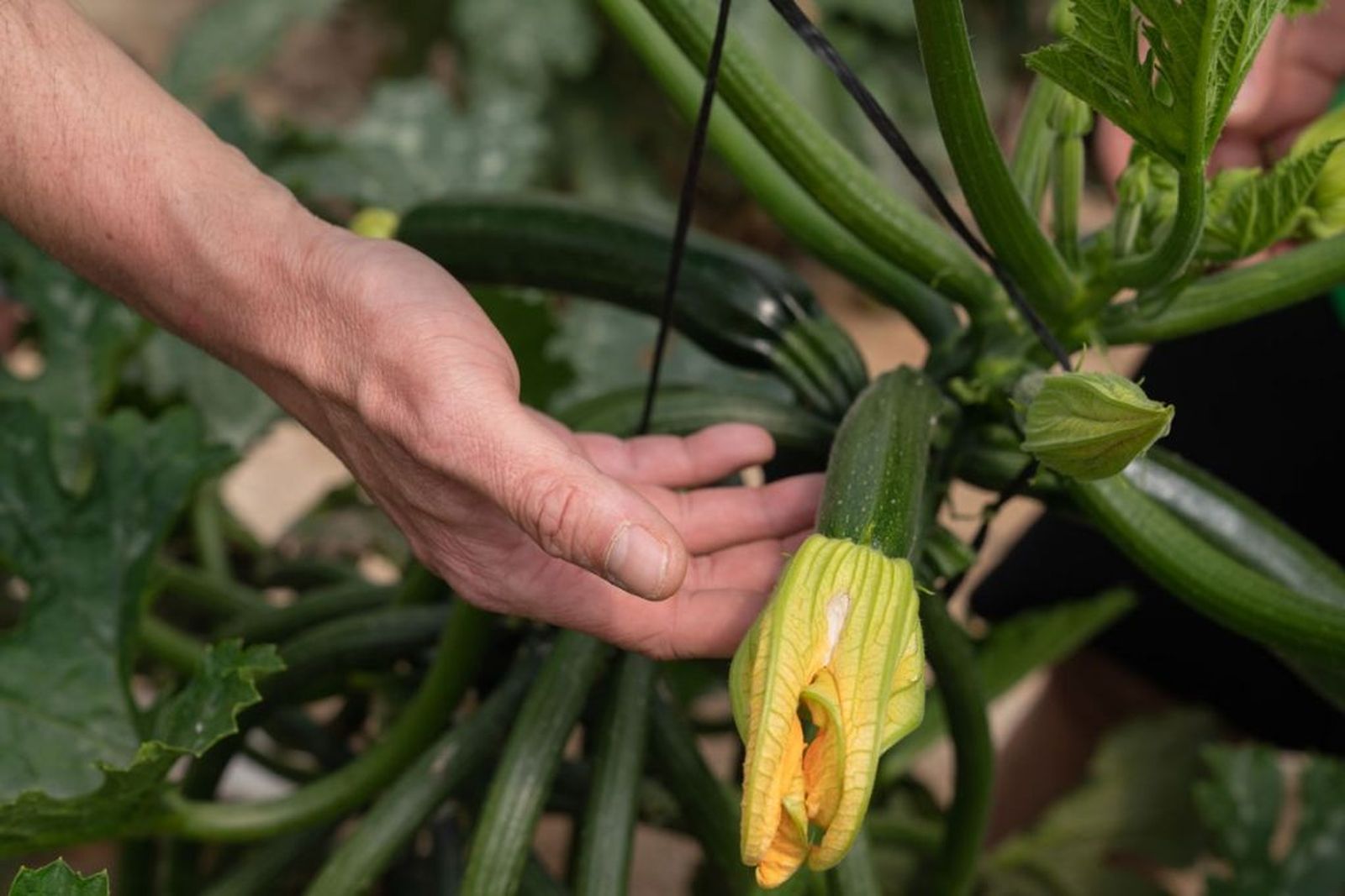 Cultivo de calabacín en un invernadero del Grupo La Caña.