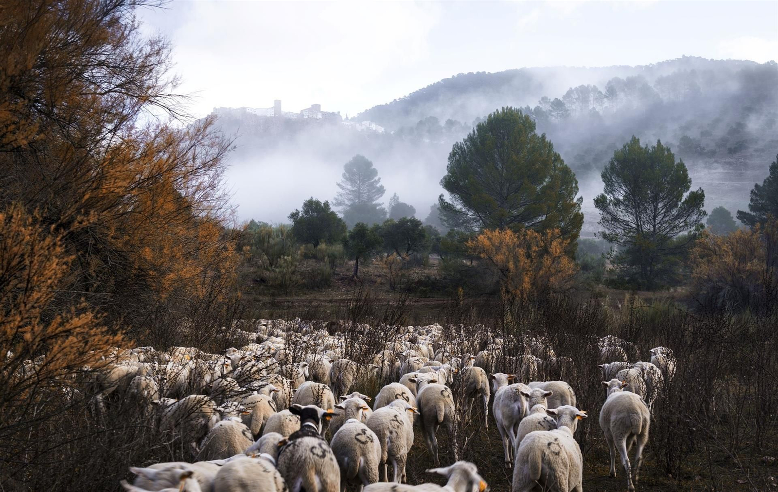 Premio de Fotografía sobre el Paisaje Giennense ganado por  Katy Gómez sobre la trashumancia y el olivar jiennense.
