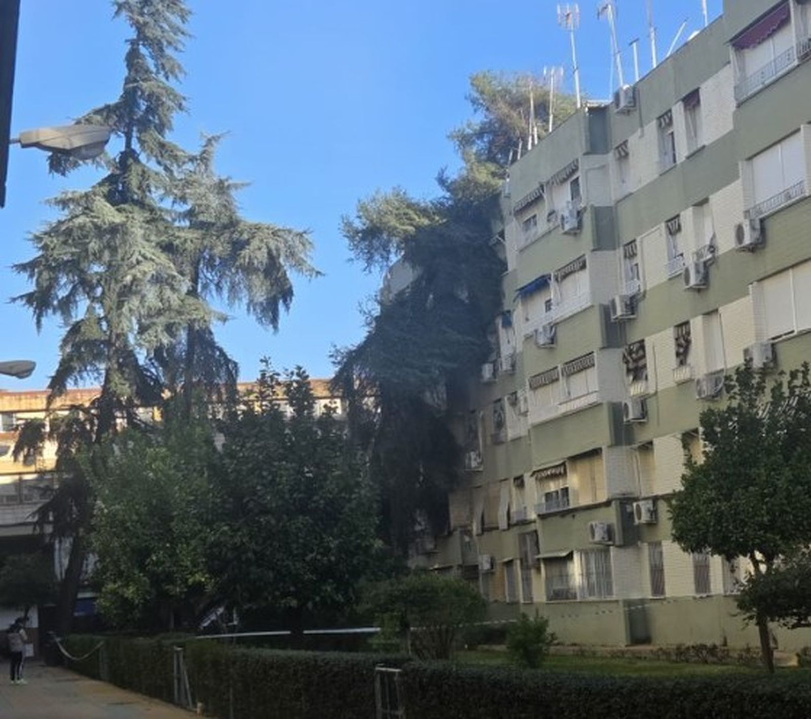 El pino de gran porte, sobre un bloque del Parque Figueroa.