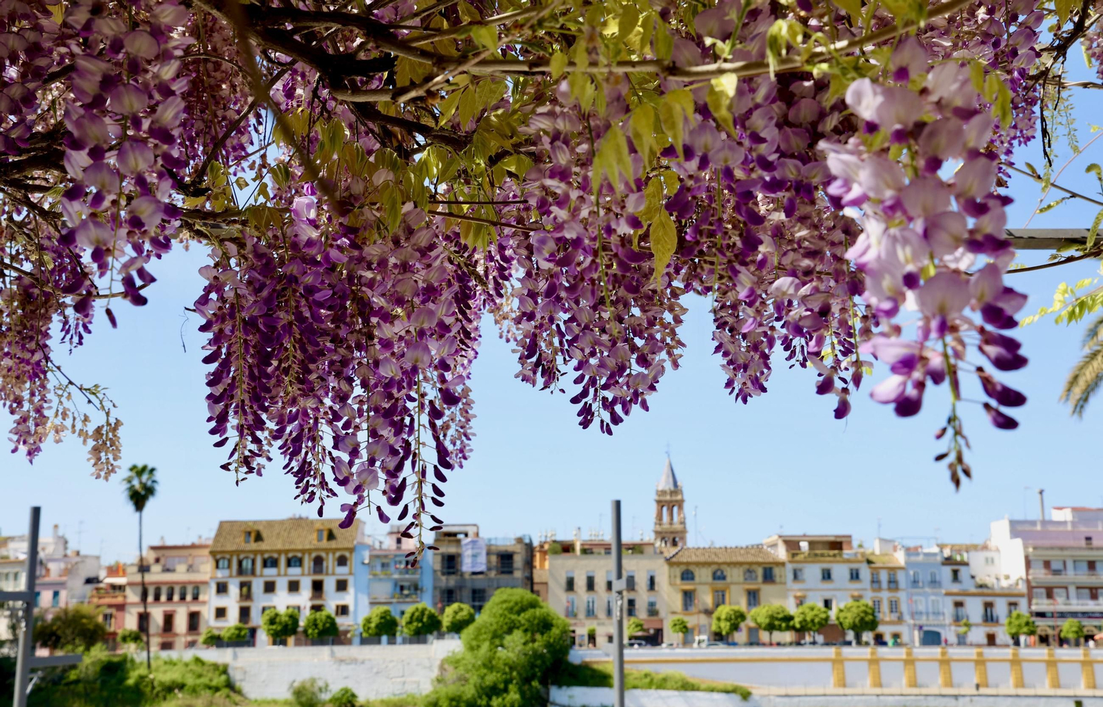 La belleza de las glicinias del Paseo de Cristóbal Colón
