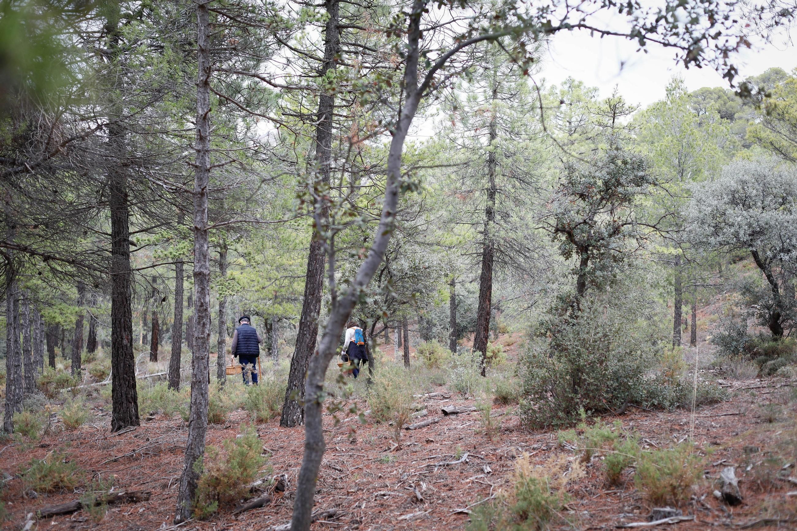 La ruta recolectora de setas en Abla por las XIX Jornadas Micológicas, en imágenes