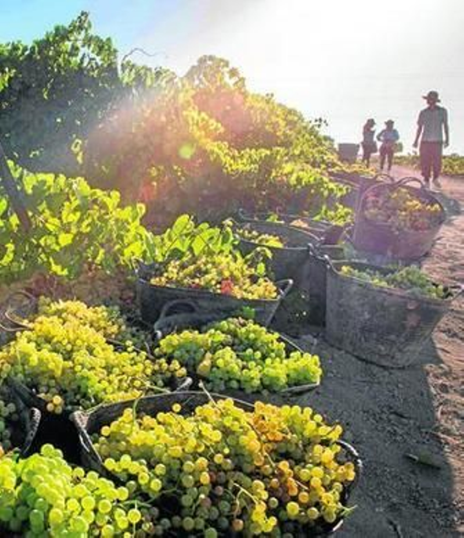 Imagen de los primeros compases de la vendimia de la presente campaña en el viñedo de Barbadillo.