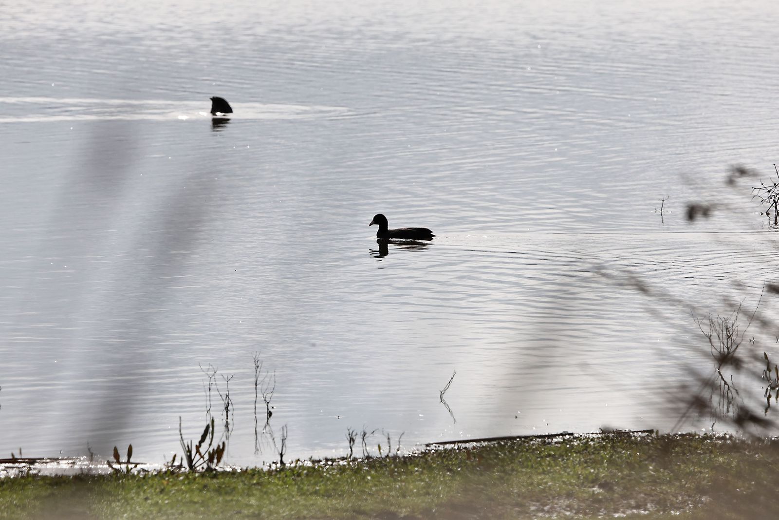 Estado actual en el que se encuentran las Marismas del Rocío tras las últimas lluvias