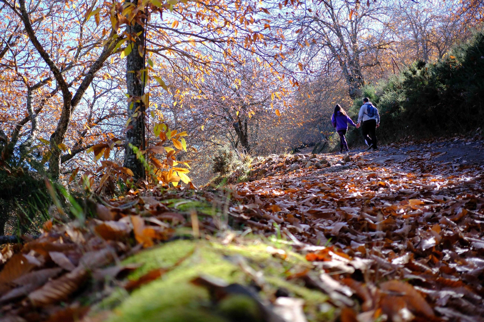 El Bosque de Cobre, en imágenes
