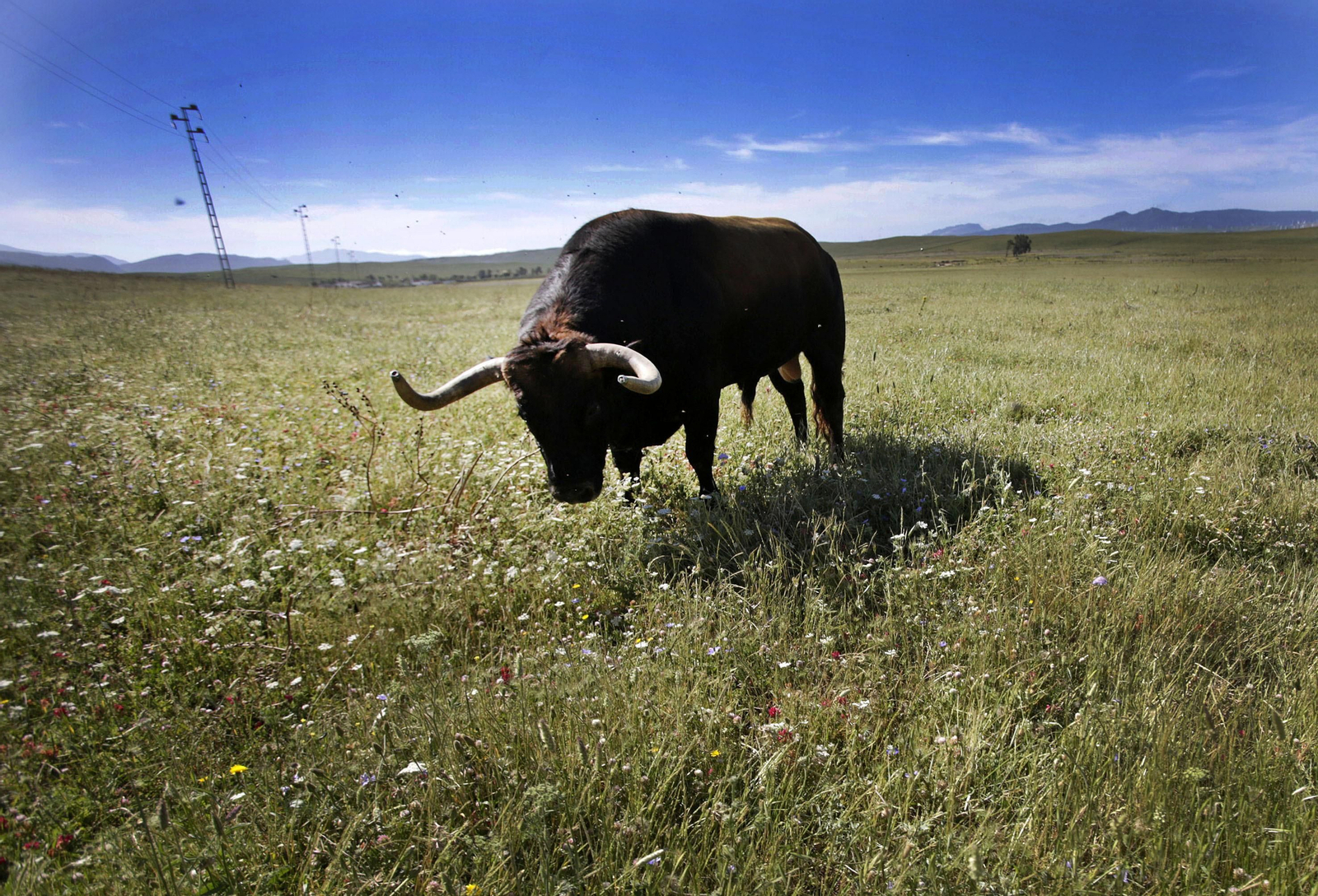 Mas cornadas da el virus, visita a la ganadería de Nuñez La Palmosilla