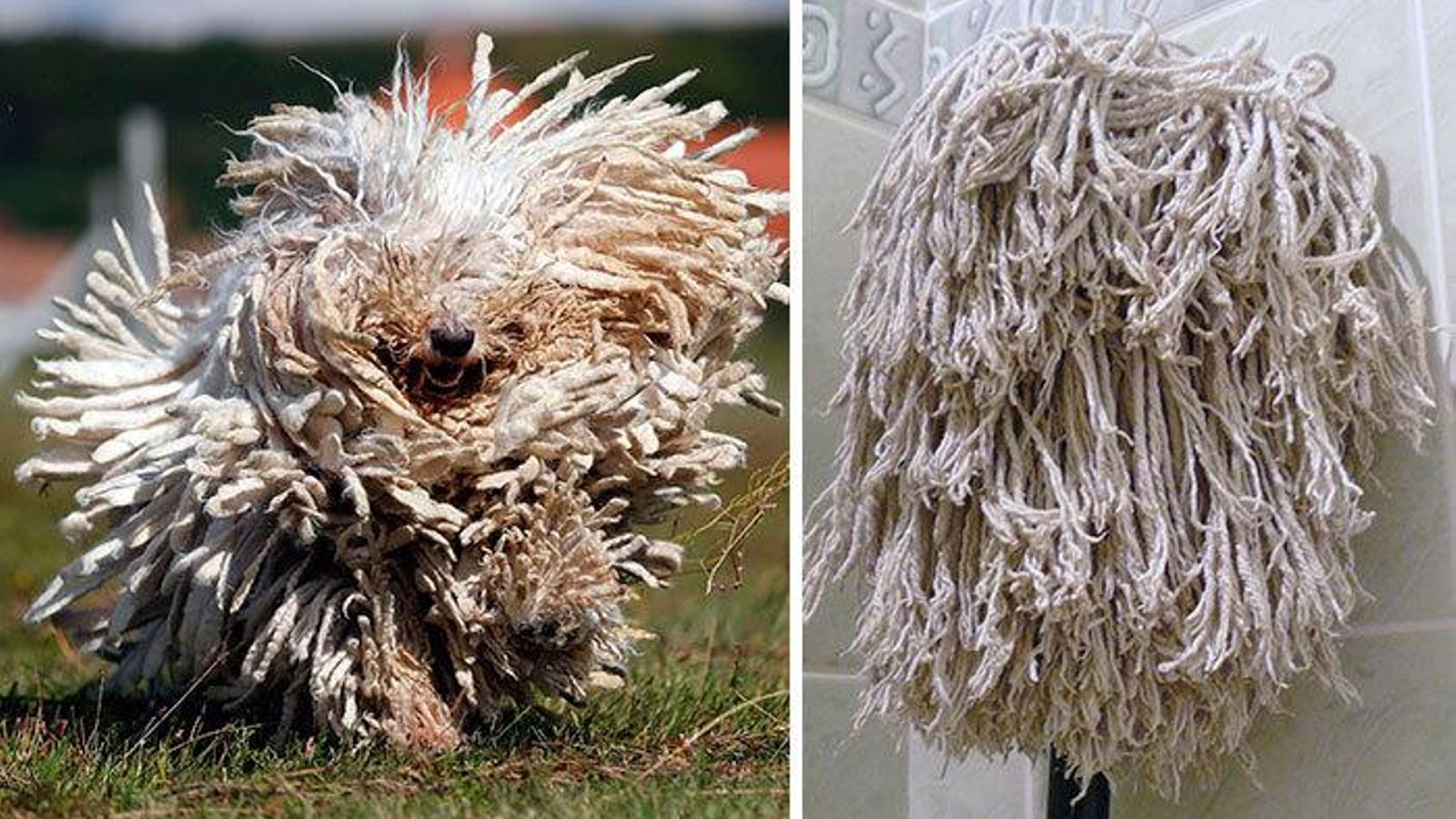 perro komondor y fregona