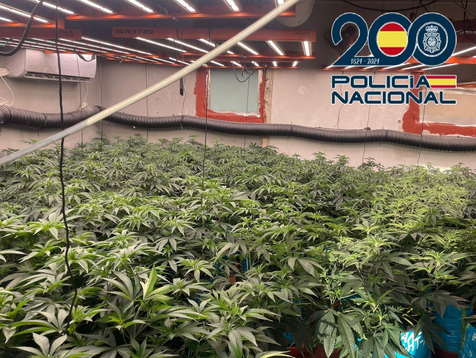 Plantación de marihuana localizada en una vivienda de Federico Mayo en Jerez. Plantación de marihuana localizada en una vivienda de Federico Mayo en Jerez.