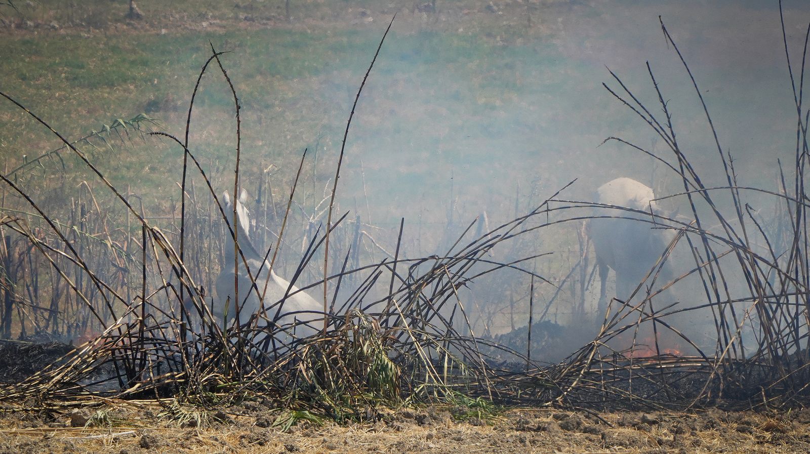 Muere un caballo después de que la manada fuese liberada