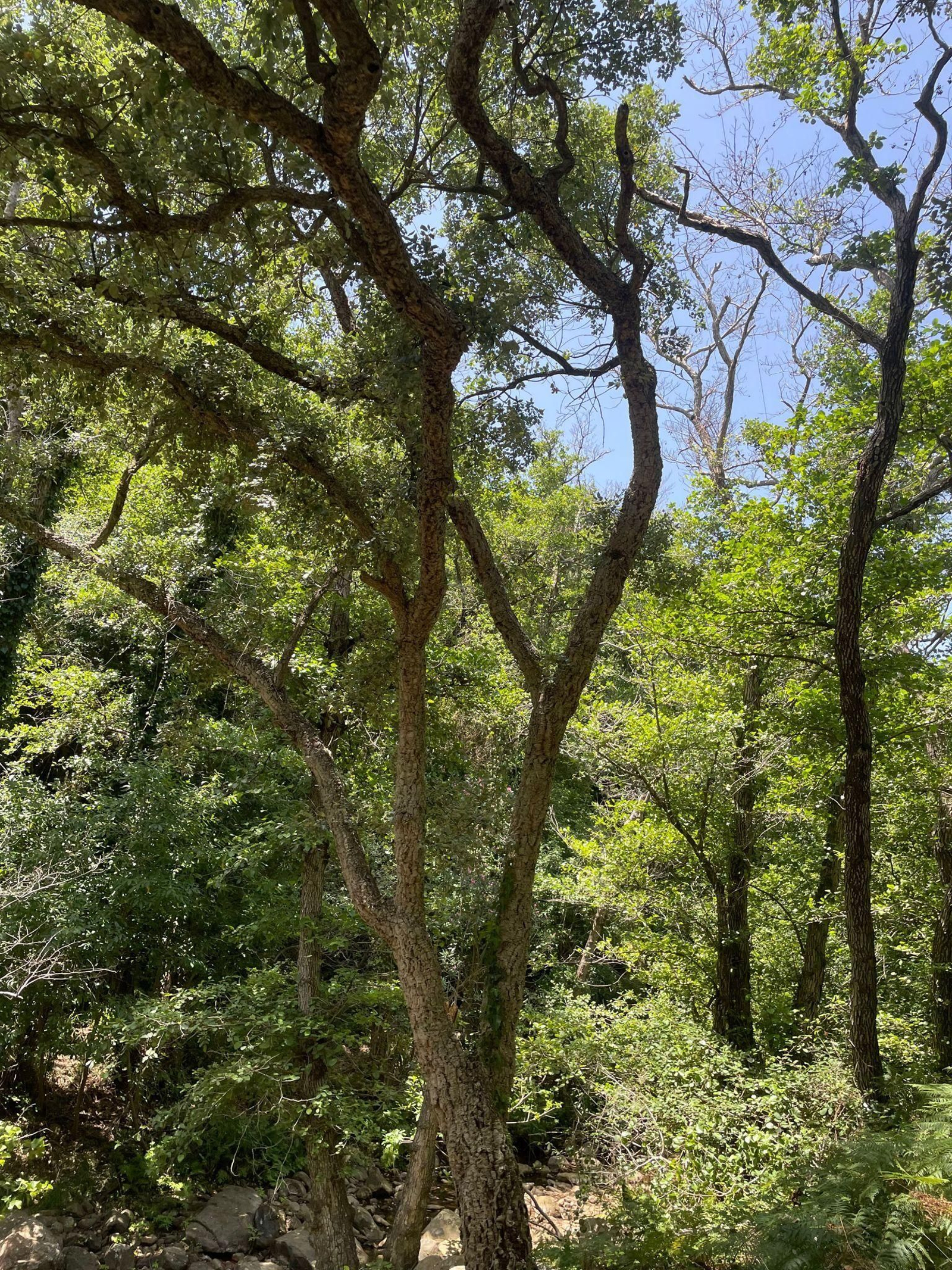 El sendero de la ruta de la Miel en Algeciras, en imágenes