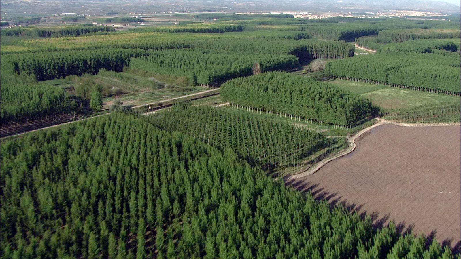 Imagen aérea de las choperas de la Vega de Granada en los márgenes del río Genil