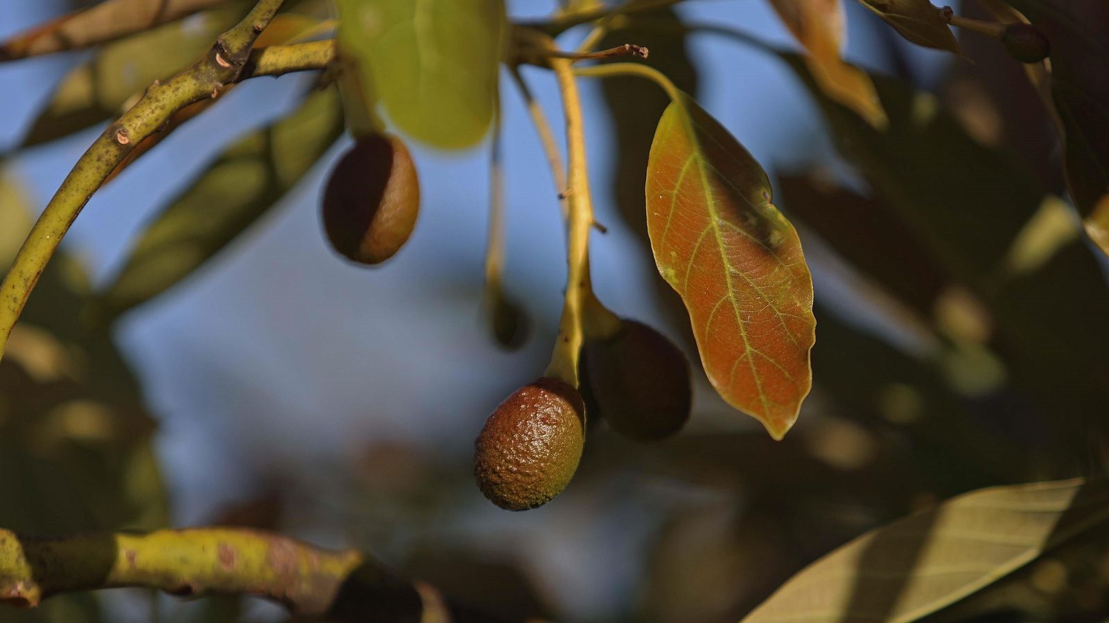 Aguacates en la Finca Vega de la Motilla de Los Barrios.