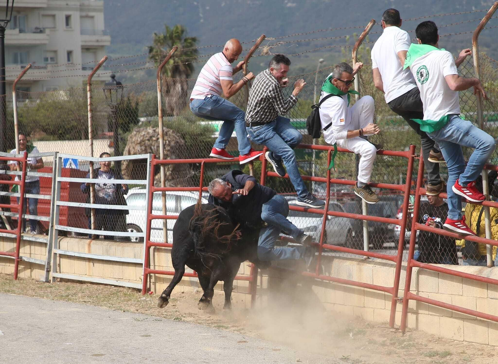 El momento en el que Quejica embiste a un hombre en la entrada a la plaza de toros.