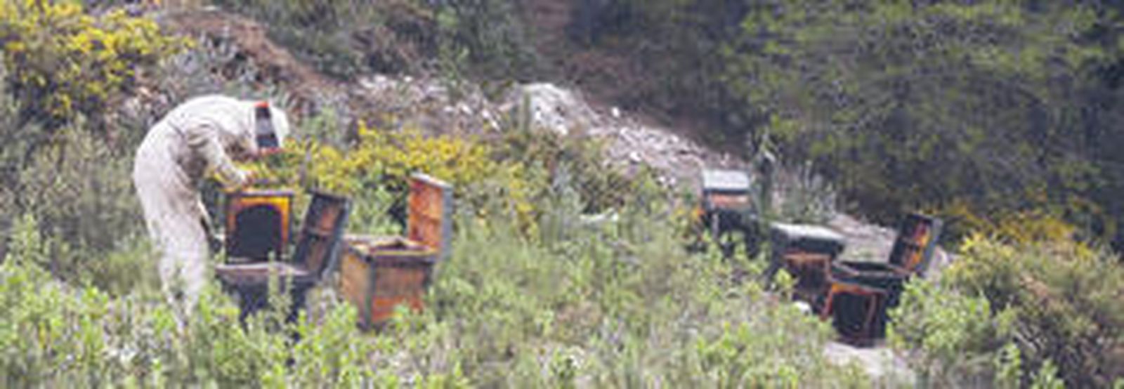 Un apicultor en Yunquera.