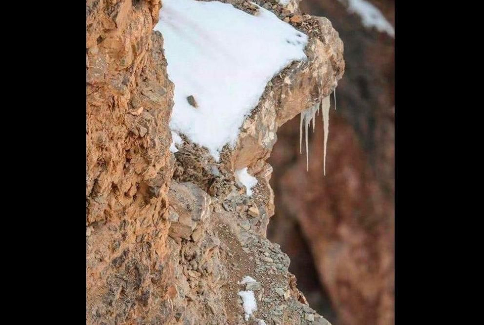 ¿Puedes ver al leopardo en la imagen? El juego visual que ha activado las redes