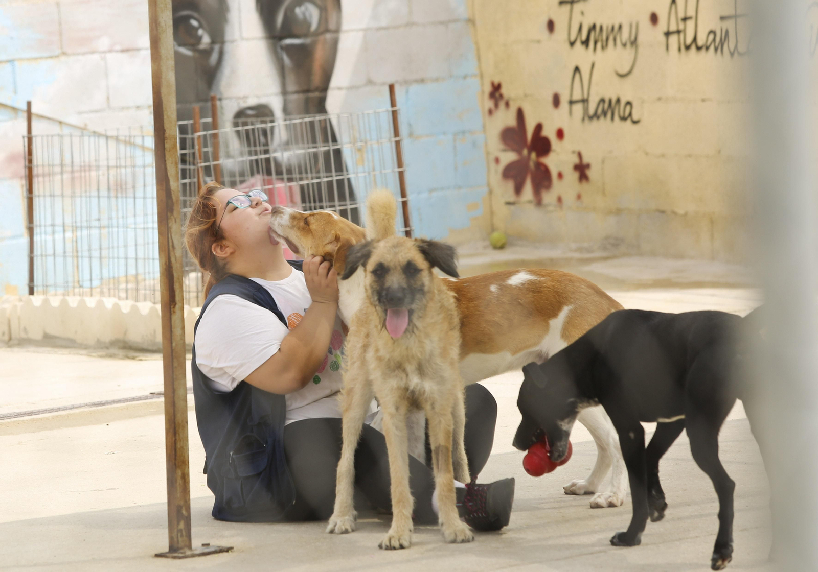 Las fotos de los animales de la Protectora de Málaga Las fotos de los animales de la Protectora de Málaga