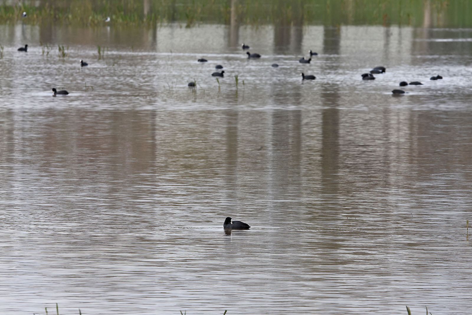 Estado actual en el que se encuentran las Marismas del Rocío tras las últimas lluvias