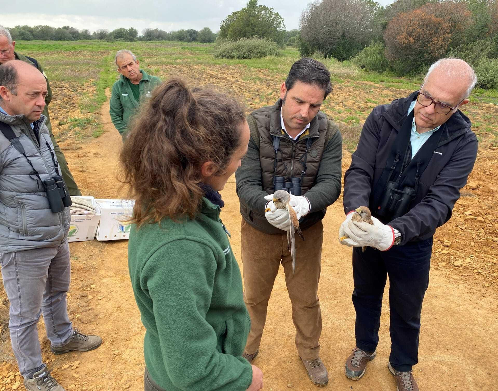 Los cernícalos, este jueves antes de la suelta en Marismas del Odiel.