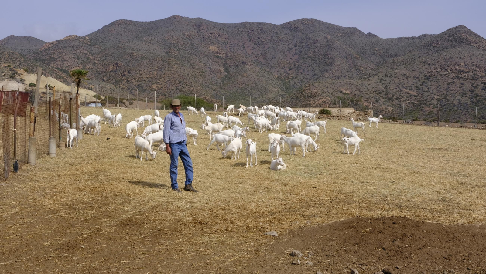 Recorrido por el cortijo El Romeral con 1200 cabras celtibéricas, en imágenes