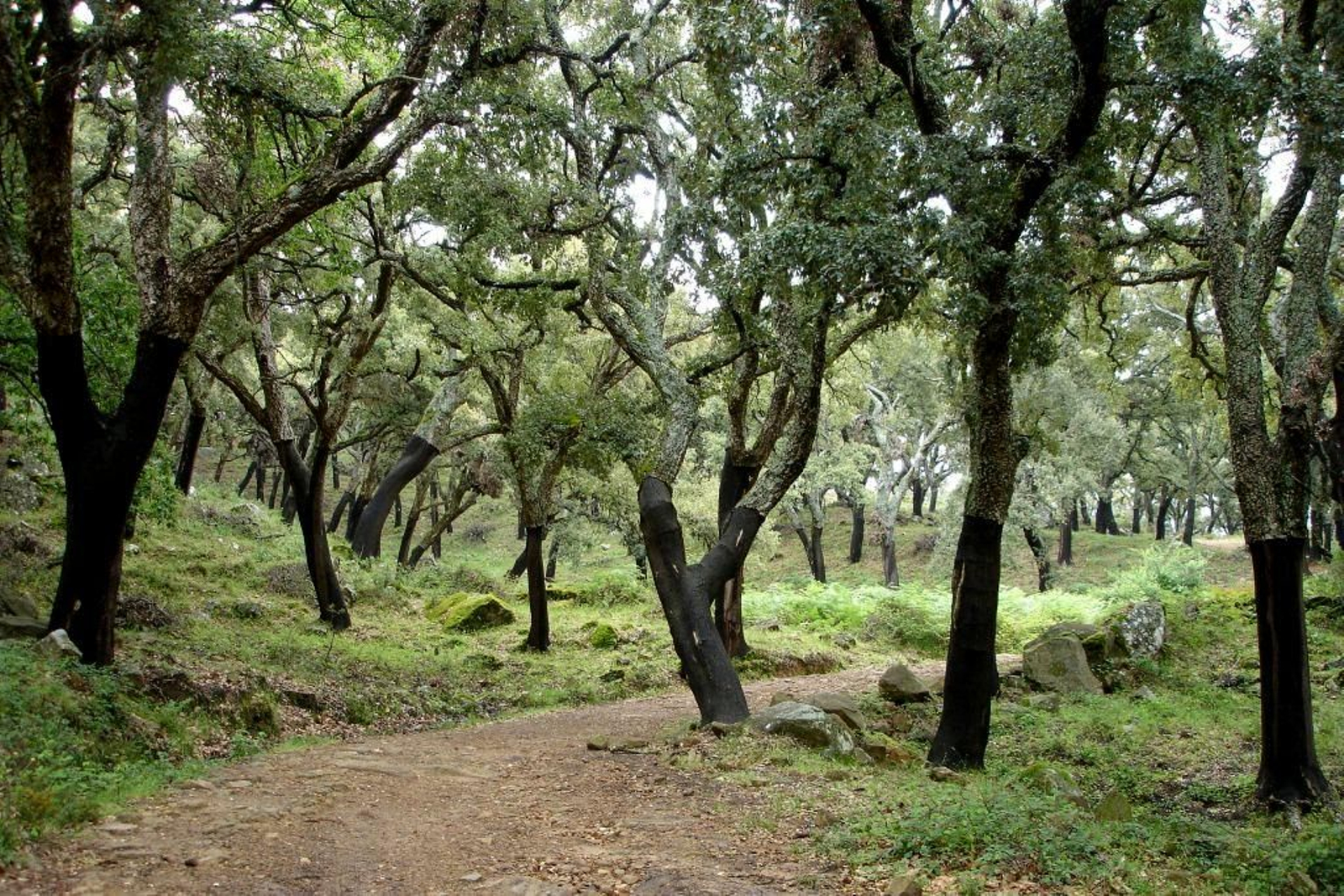 El alcornocal en Cádiz afronta distintos procesos de decaimiento.