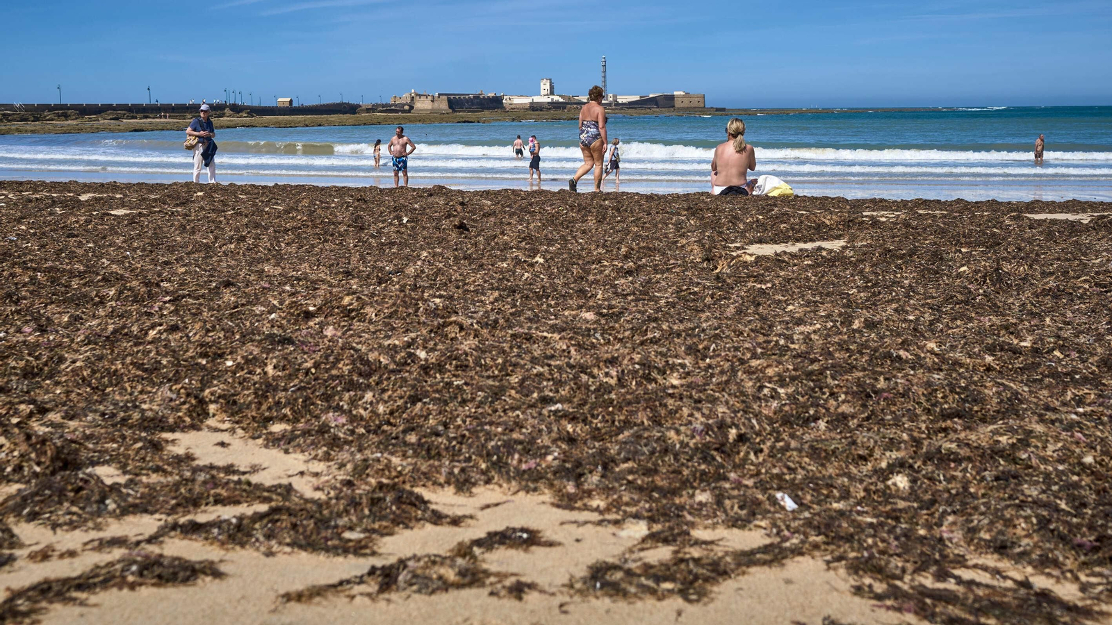 Imágenes: La orilla de la playa de La Caleta, cubierta de algas