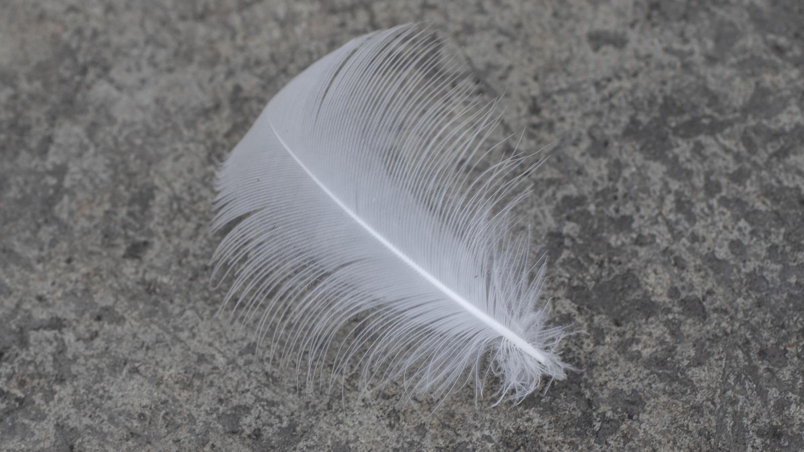 Pluma usada para el estudio genético de la gaviota americana.