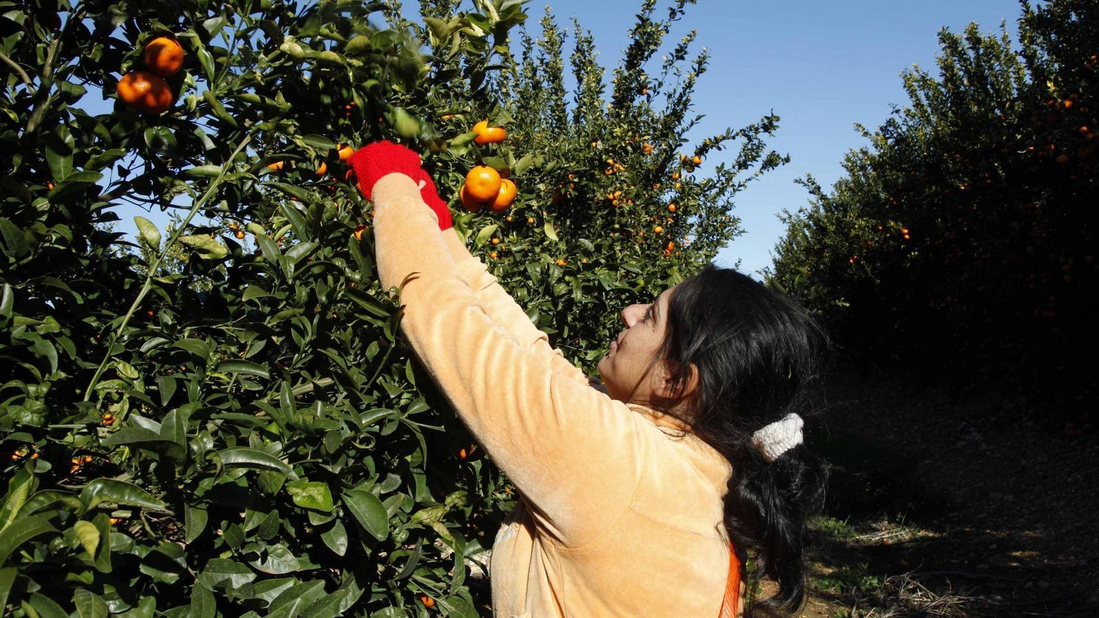 Trabajadora durante la campaña de recogida de cítricos en Huelva.
