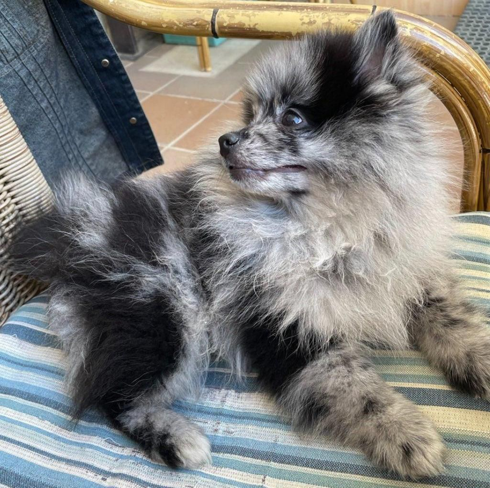 Goku, el perro rescatado