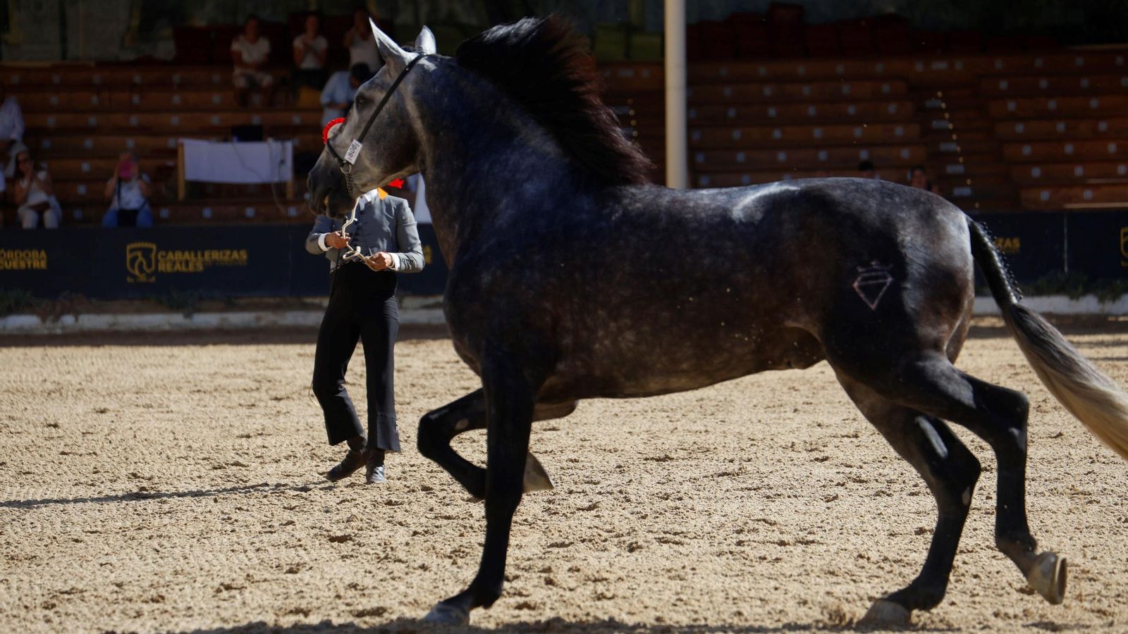 Uno de los caballos participantes en el concurso en Cabalcor.